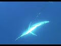 Spearfishing a Marlin Spearfishing a Marlin