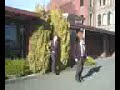 the amazing bush