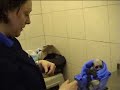 Newquay Zoo Baby Colobus Monkey Newquay Zoo Baby Colobus Monkey