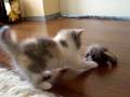 meine kleinen britisch kurzhaar kitten beim spielen