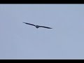 Bald Eagle Flying Over Vlai Pond 04-26-2007