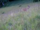 Srnec lesn� (Capreolus capreolus)