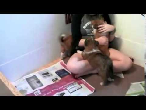 Emmy-Microchipped & Registration fee paid