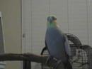 artemis babbles