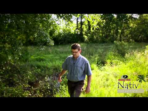 how to fertilize chestnut tree