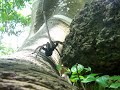 Aranha Caranguejeira