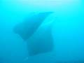 Manta displays.AVI