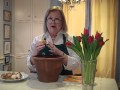 Tips for Growing Tulips in the Houston Area