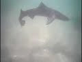 Leopard Sharks at La Jolla shores by Johnny Ceviche
