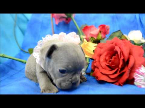 Bonnie Blue Blue French Bulldog Puppy, AKC atat