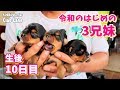 2019年6月14日生まれ・ニコの三つ子ちゃん(生後10日目)【ヨークシャーテリア/yorkshireterrier】