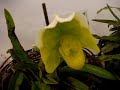 exposição de Orquídeas em Atibaia maio/2008