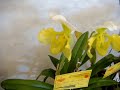 exposição de Orquídeas em Atibaia maio/2008 exposição de Orquídeas em Atibaia maio/2008