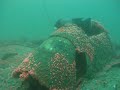 P-38 wing and juvinile gopher rockfish and Mike P-38 wing and juvinile gopher rockfish and Mike