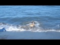 Bulldog Splash 1