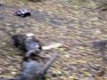 traxxas slash jump 6