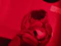 videos de Monty's Feeding_0001.wmv