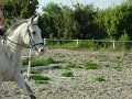 Amir