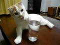 横着にグラスの水を飲むポッケ