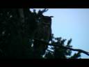 Balz-Uhum�nnchen ruft.