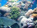 Eilat - Observat�rio Submarino