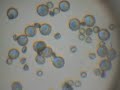 Germination of colorata pollen under a microscope