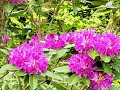 selamet  islahiye k�y�