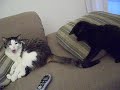 A tail and two kitties