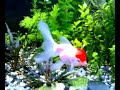 my goldfish planted tank