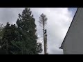 Topping Out Lawson Cypress