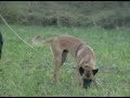 MALINOIS - ENDER van de Duvetorre