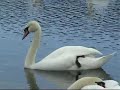 Swans
