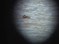 Black Scoters, Long-tailed Ducks at Lincoln, Nebraska Black Scoters, Long-tailed Ducks at Lincoln, Nebraska