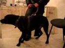 Ear margin vasculitis, dog Vasculitis