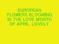 european flowers blooming in the love month of april.lovely.