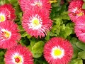 european flowers blooming in the love month of april.lovely.