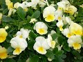 european flowers blooming in the love month of april.lovely.