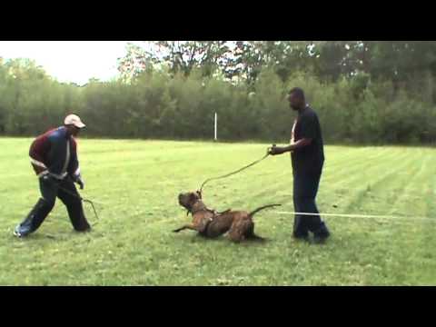 bandog