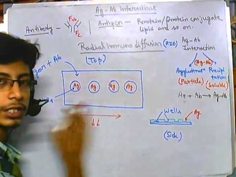 how to perform immunoprecipitation
