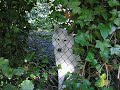 Arctische wolf