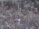 whitetail deer Spike horn hunting archery