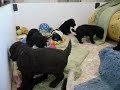 Australian Labradoodle Puppies playing, December Kiwi and Callie 10