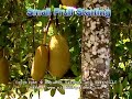 Filipino Langka - Jackfruit Filipino Langka - Jackfruit