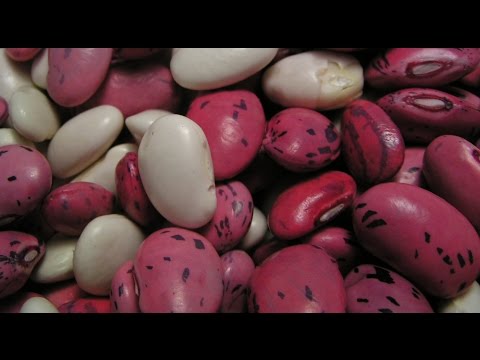 castor beans castor beans
