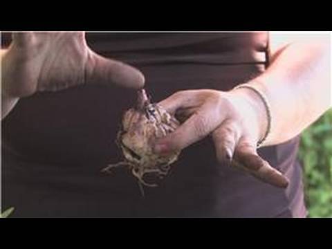 video-linktoworks-Flower Gardening : How to Plant Easter Lilies