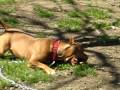 Pit bull Soul Train