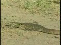 Water Monitor Lizard/African Jacana