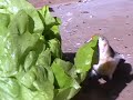 Darrrrek - breeding carduelis major42