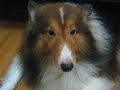 This is my song for my one and only wonderful sheltie, Onnie...I love you baby.