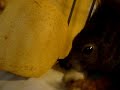 Ribena the squirrel eating pear
